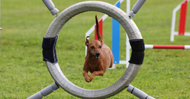 Öppenträning Agility