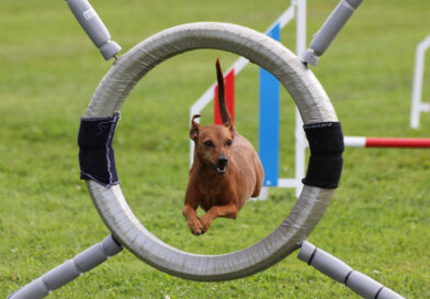 Öppenträning Agility