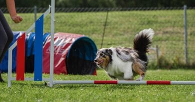 Agility öppenträning uppehåll