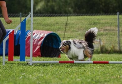 Agility öppenträning uppehåll