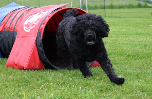 Agility för nybörjare start 27 juli