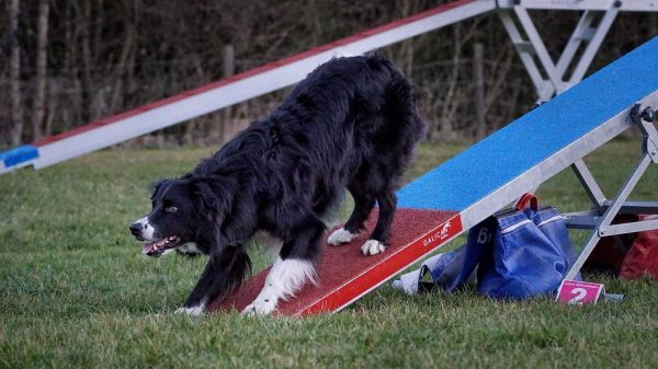 Agility fortsättningskurs start 19 maj